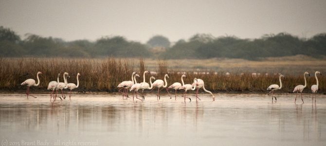 Into the Deep End of India – Part Eight, The Rann of Kutch Into the Deep End of India – Part Eight, The Rann of Kutch